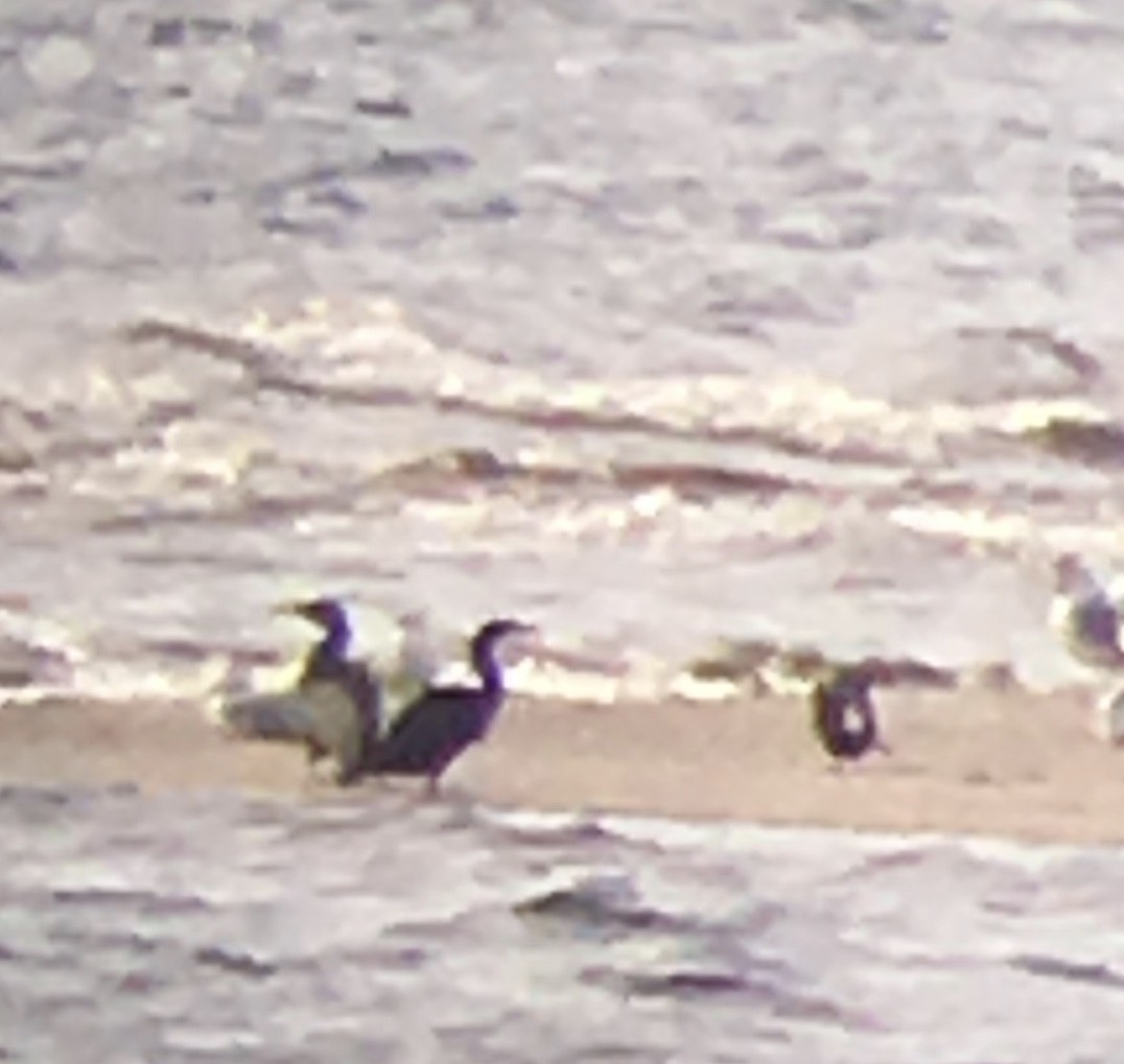 Тураг гогой - ML181748061