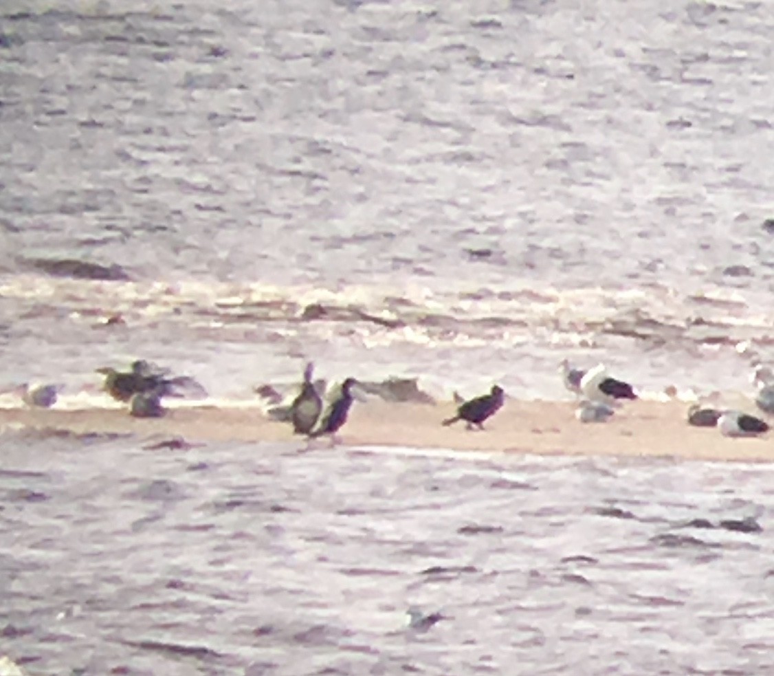 Тураг гогой - ML181748071