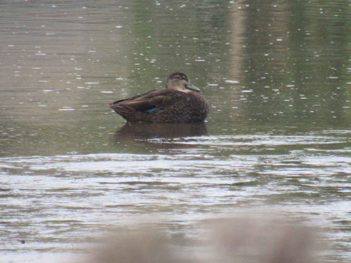 American Black Duck - ML181748701