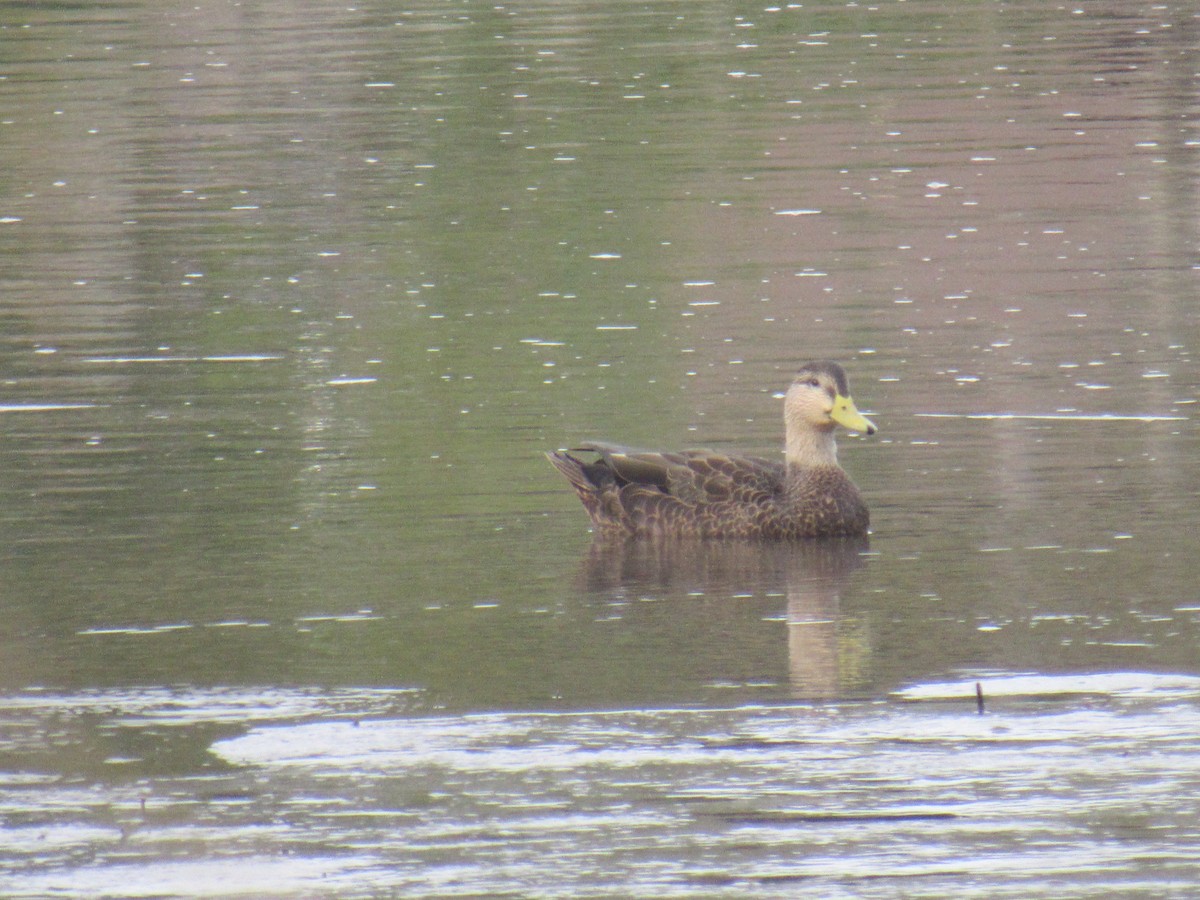 American Black Duck - ML181748721