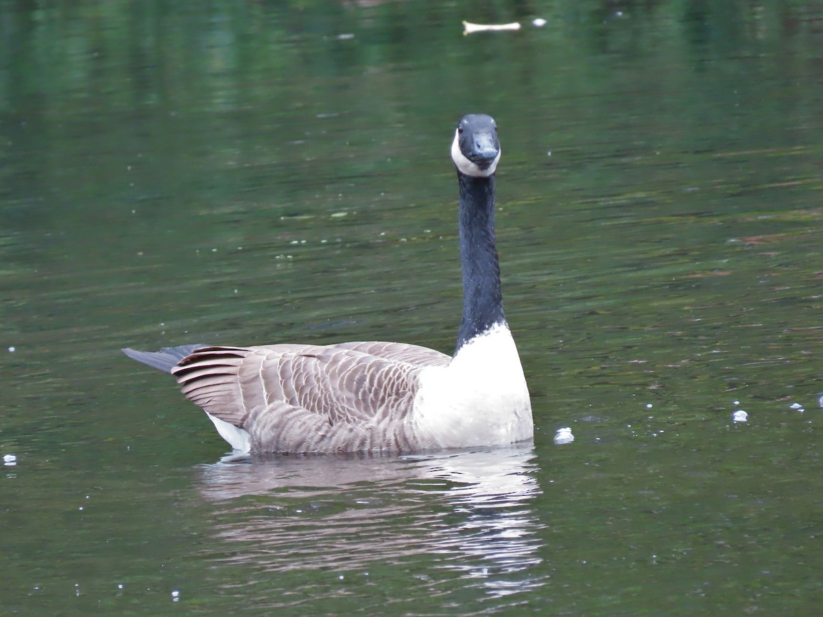 Канад галуу - ML181749121
