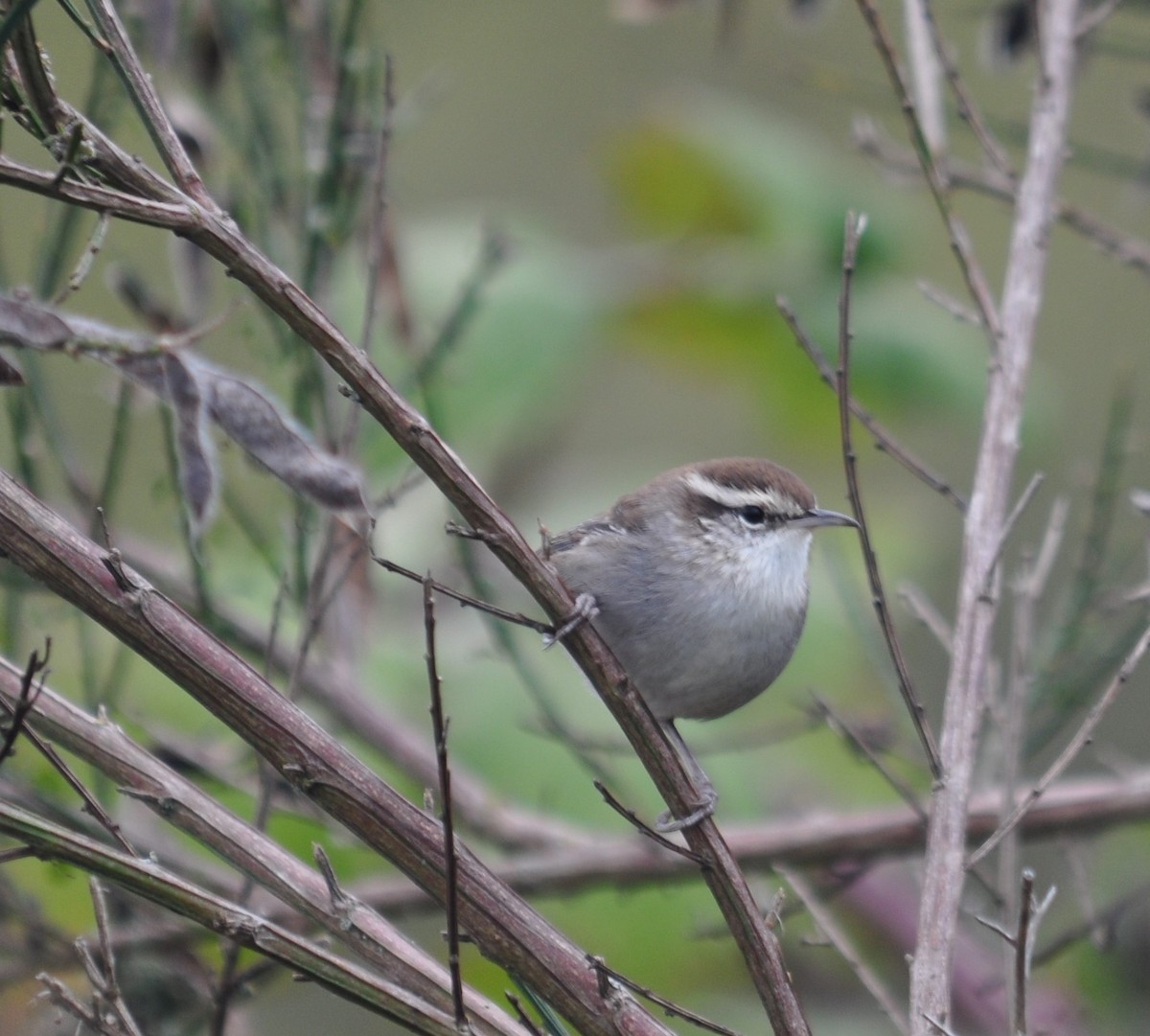 Bewick's Wren - ML181749521