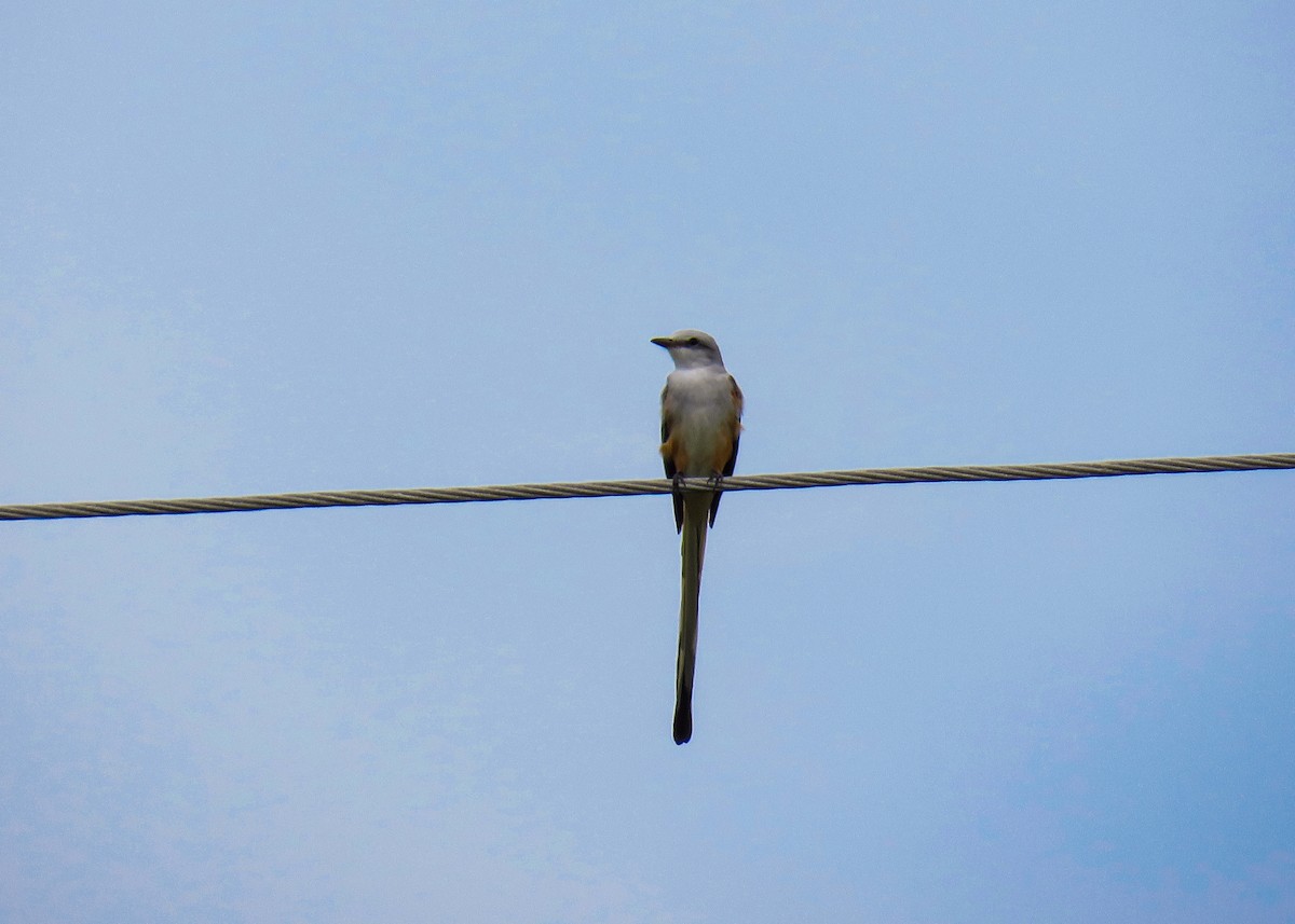 Scissor-tailed Flycatcher - Betsy Avila