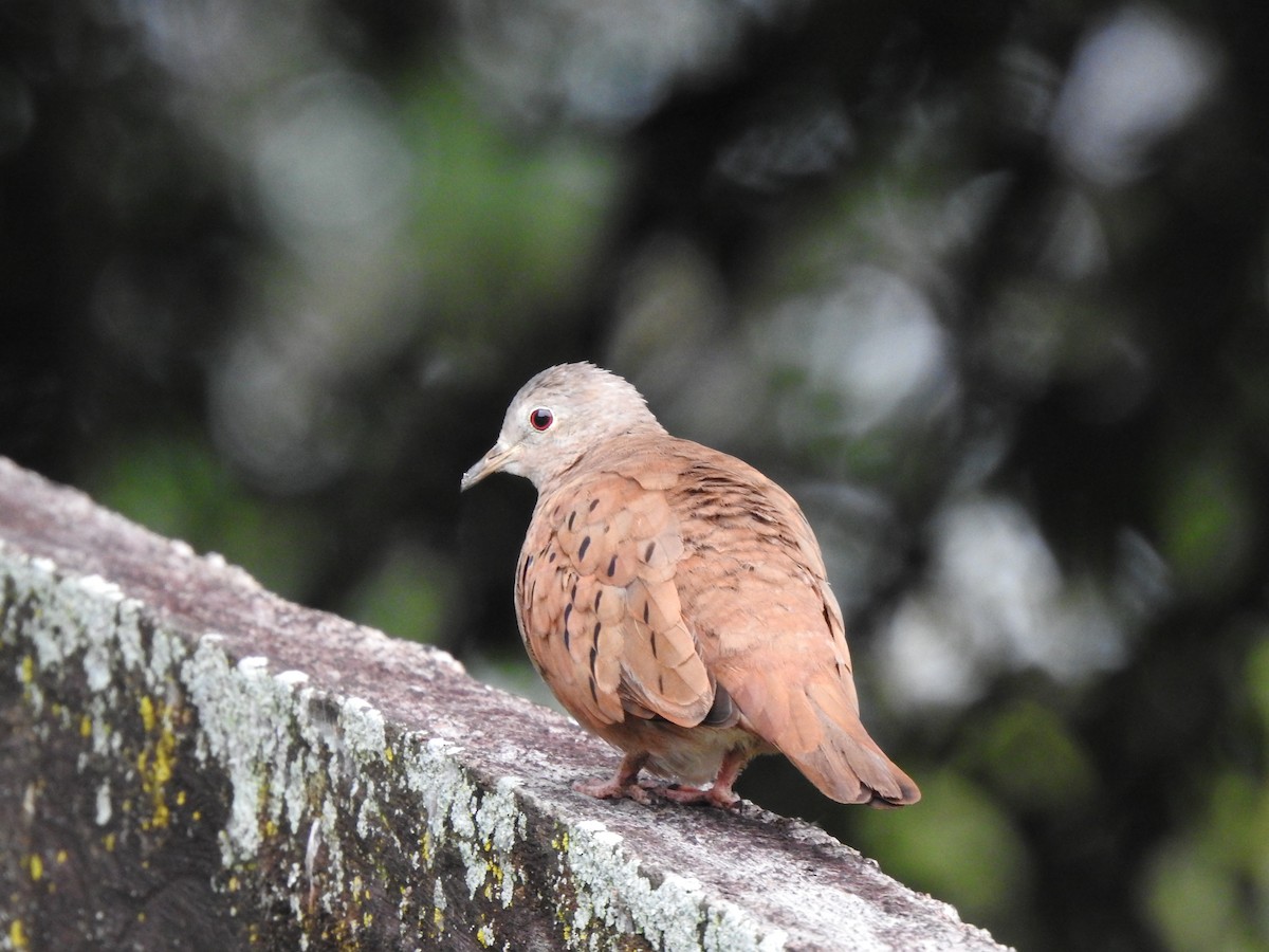 Plain-breasted Ground Dove - ML181750811