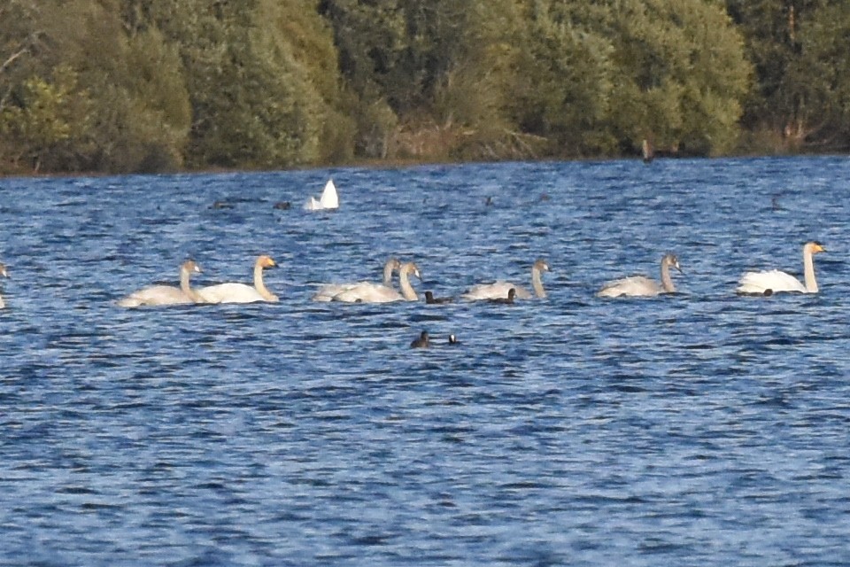 Eurasian Coot - ML181753671