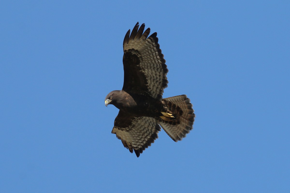 hawk sp. - ML181754631