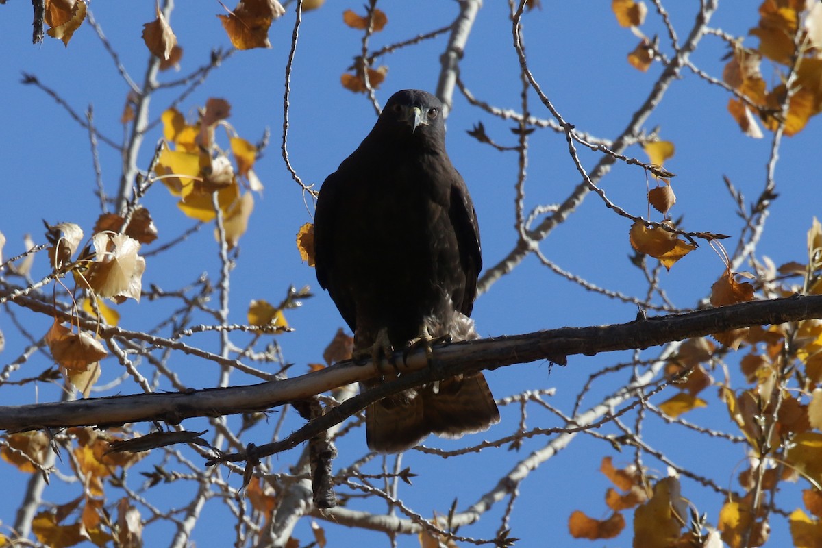 hawk sp. - ML181754641