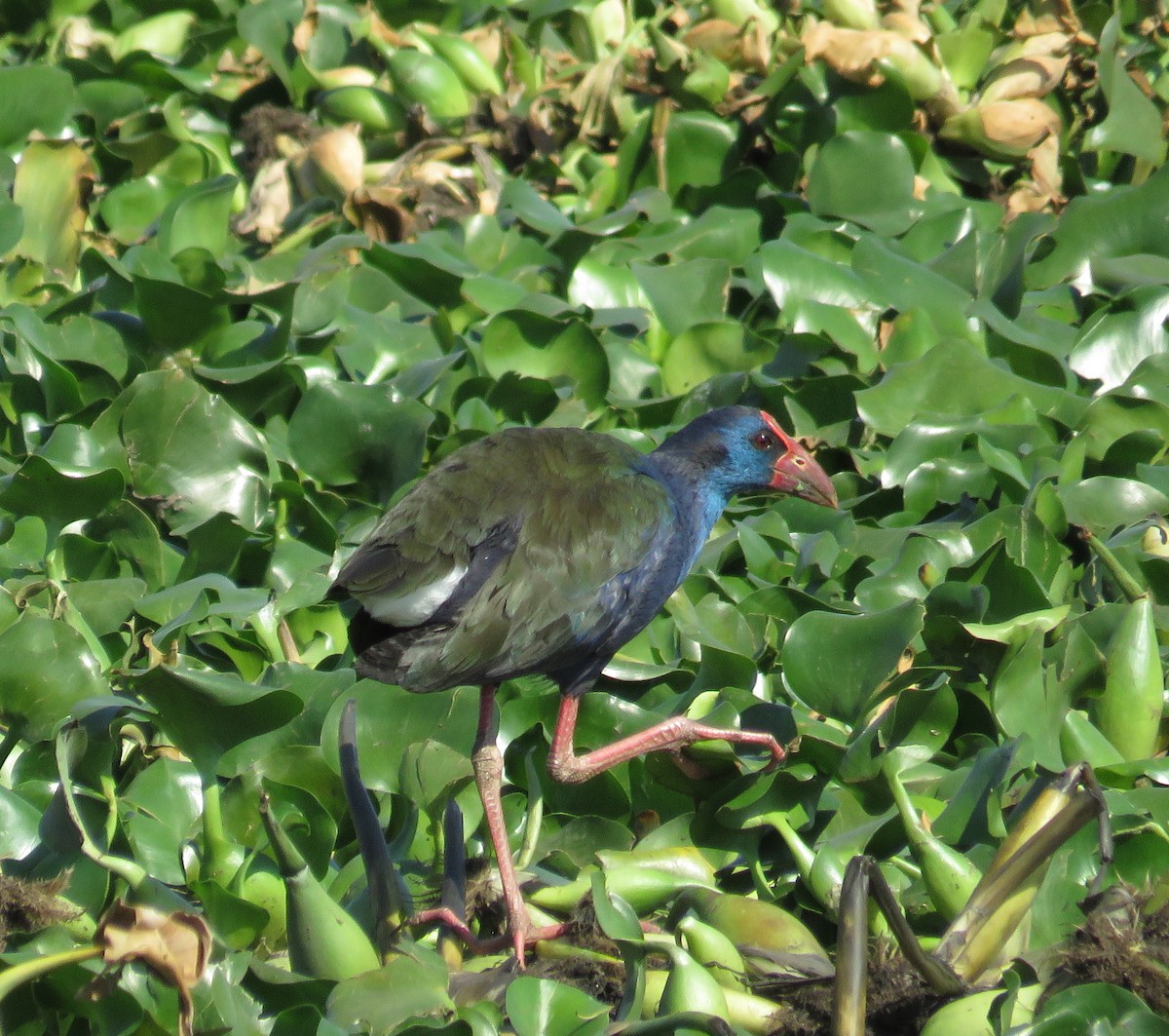 African Swamphen - charles vellios