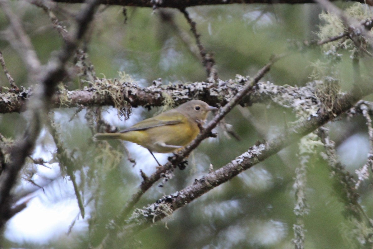 Nashville Warbler - ML181756411