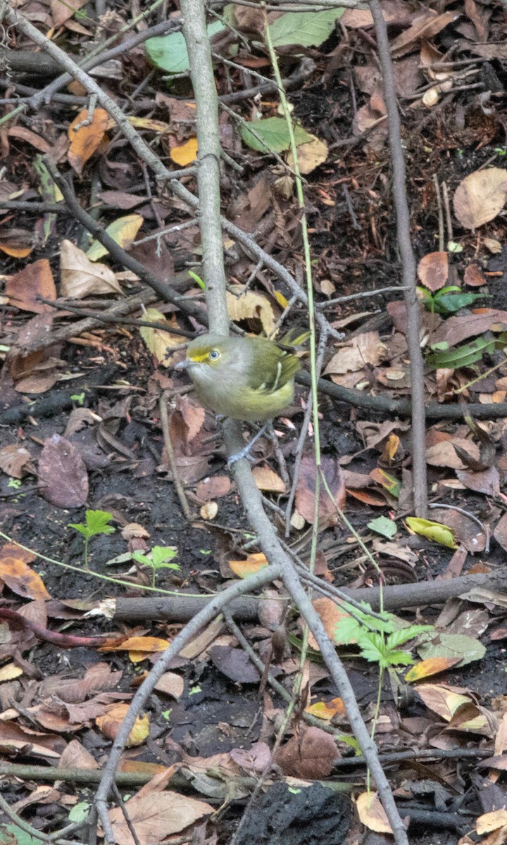 Vireo Ojiblanco - ML181756591