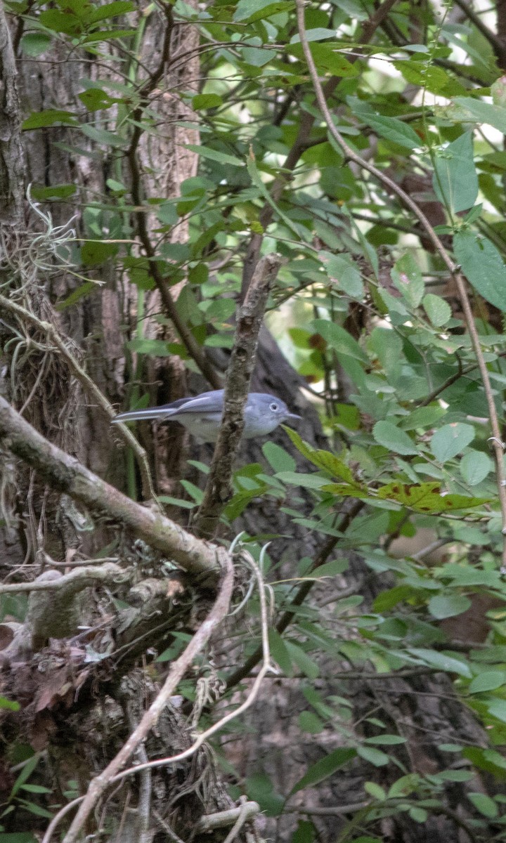 Blue-gray Gnatcatcher - ML181756771