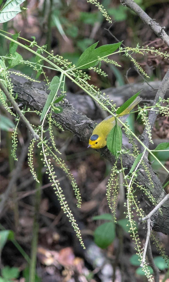 Wilson's Warbler - ML181756881