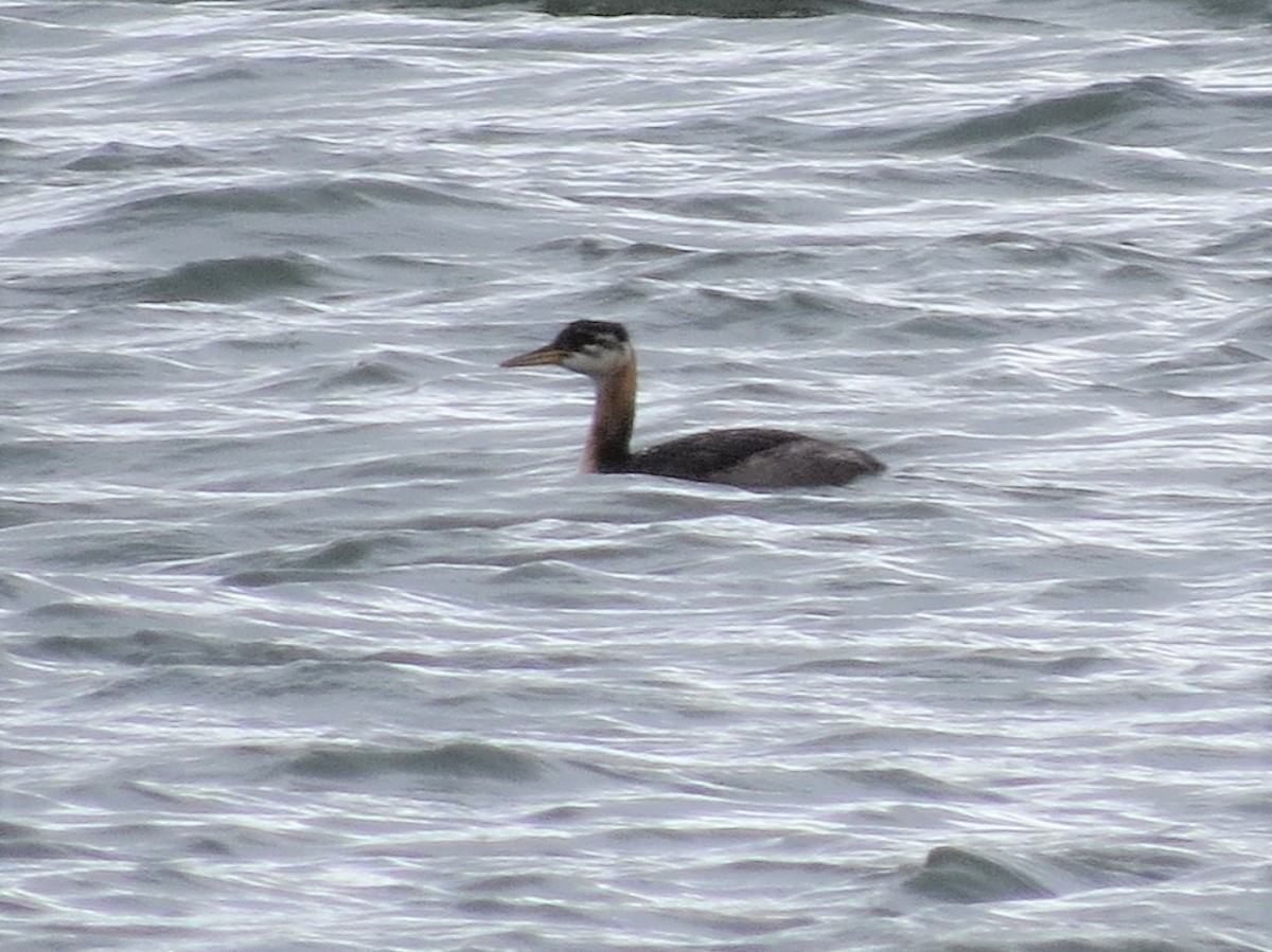 Red-necked Grebe - ML181758511