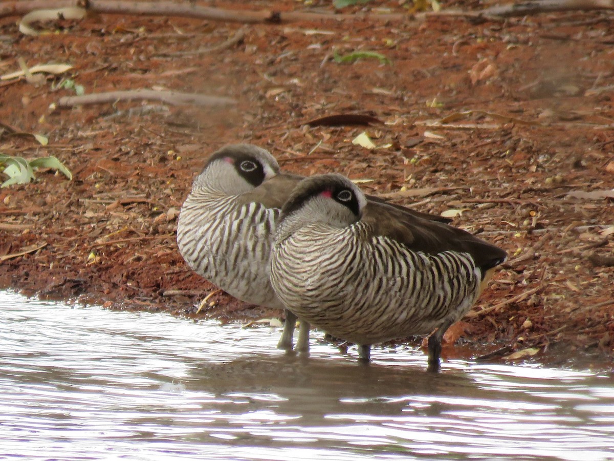 Pink-eared Duck - ML181759441