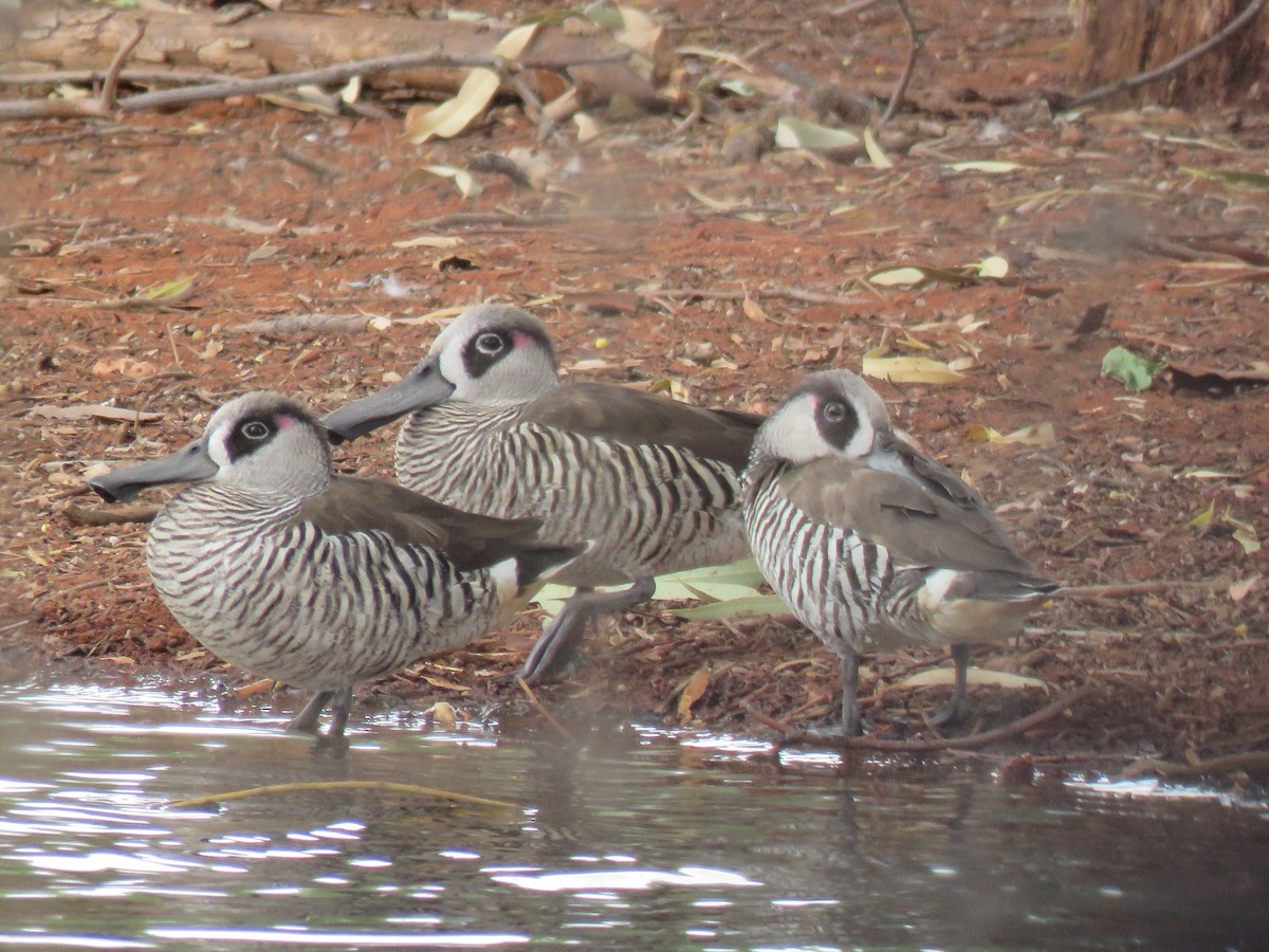 Pink-eared Duck - Troy Corman