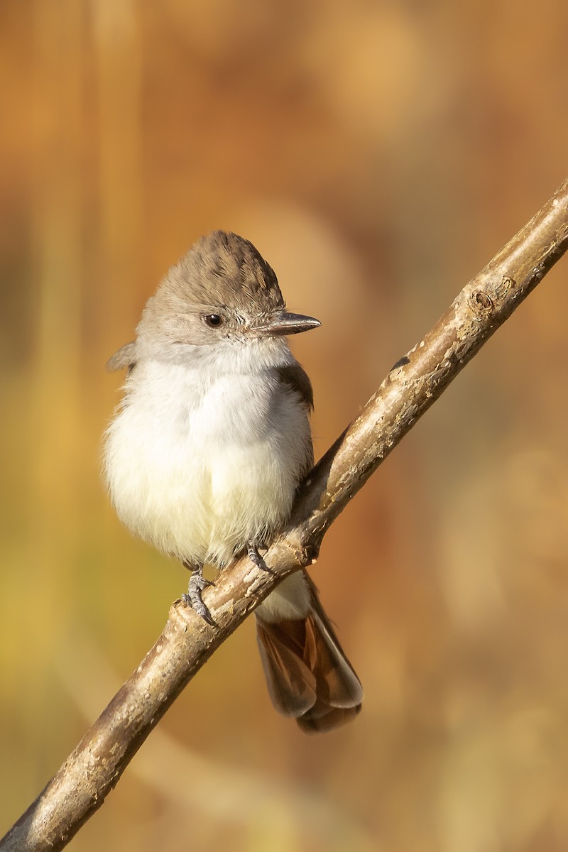 Ash-throated Flycatcher - ML181760181