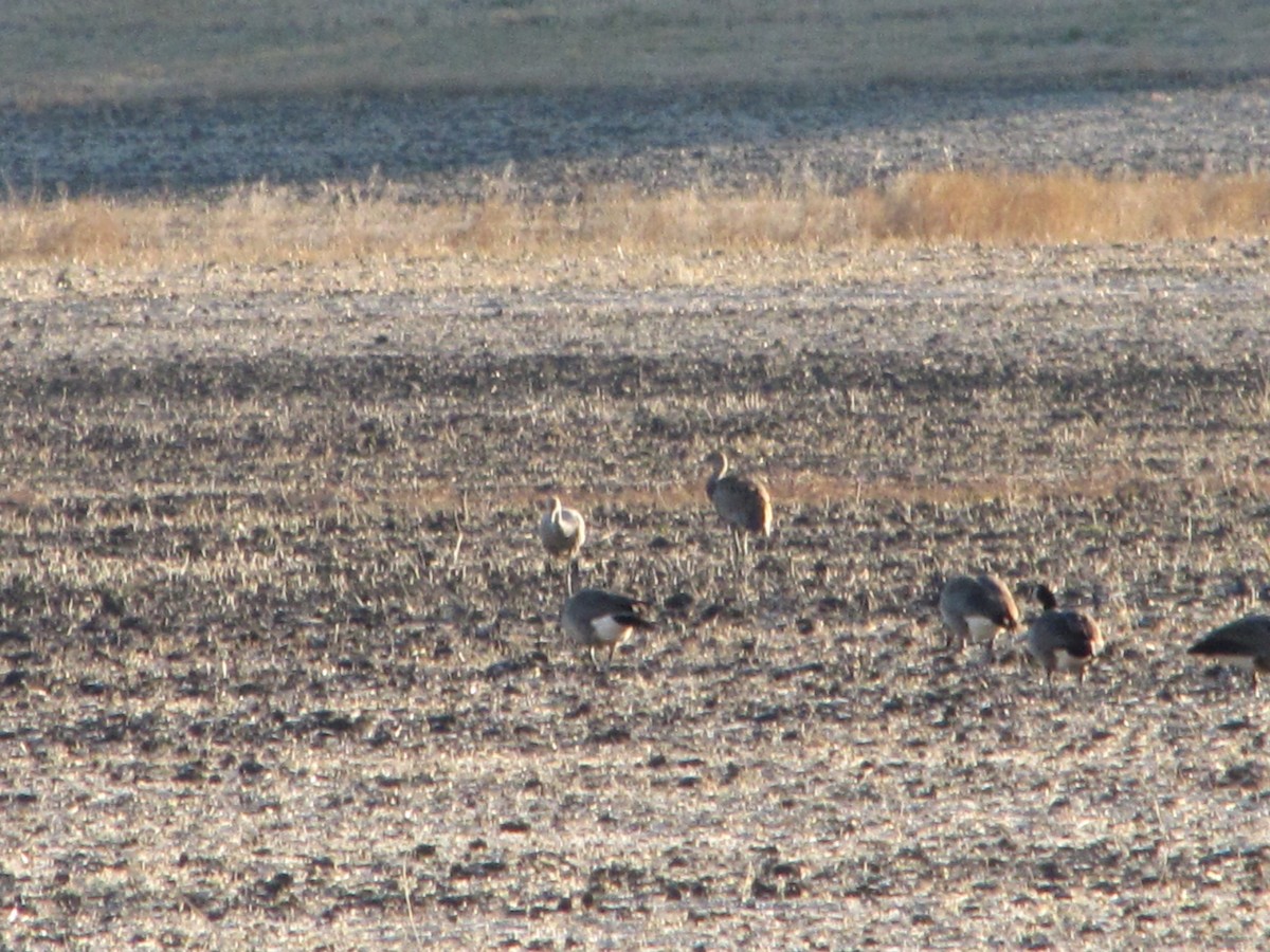 Sandhill Crane - ML181766101