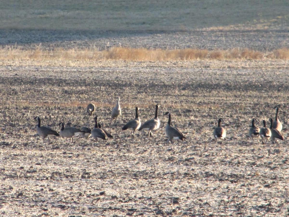 Sandhill Crane - ML181766131