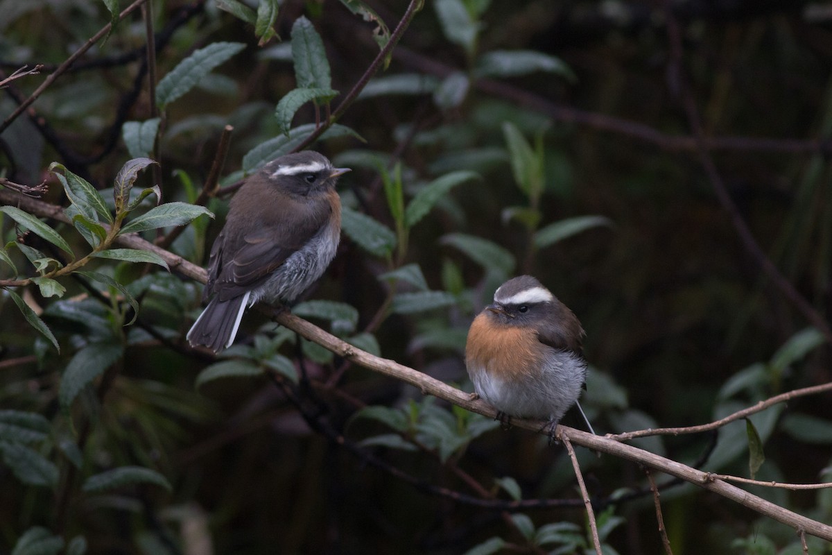 Rufous-breasted Chat-Tyrant - ML181767631