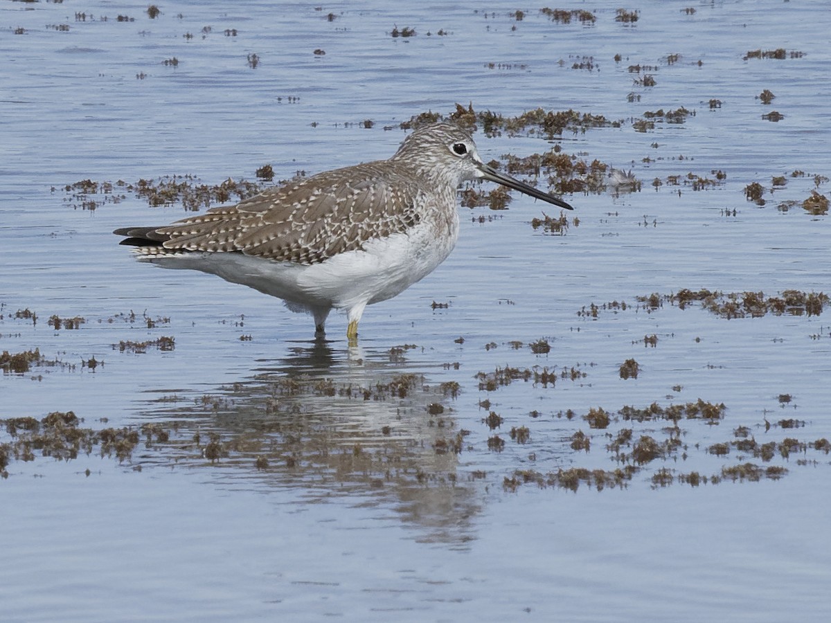 Greater Yellowlegs - Dina Perry