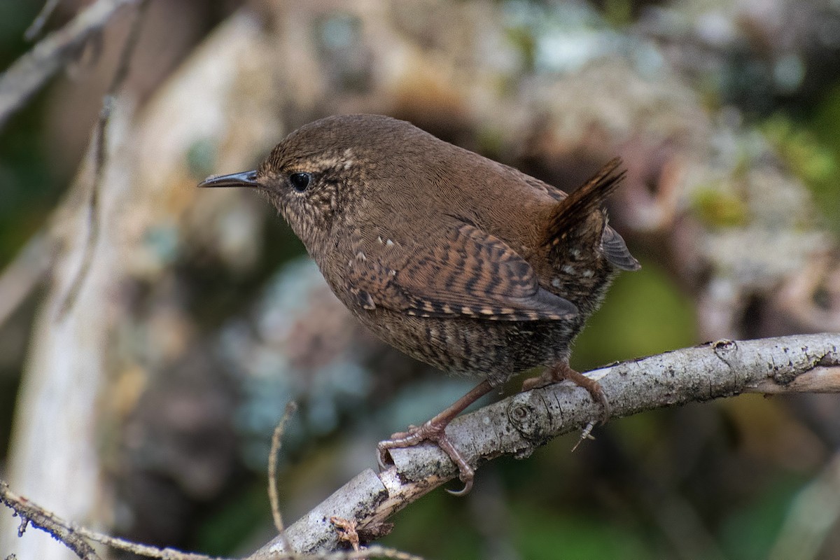 Pacific Wren - ML181769961