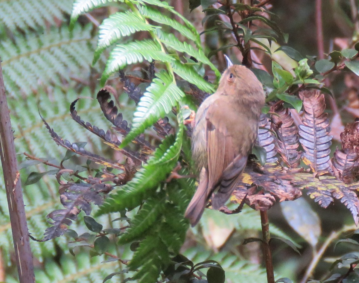 Papuan Scrubwren - Simon RB Thompson