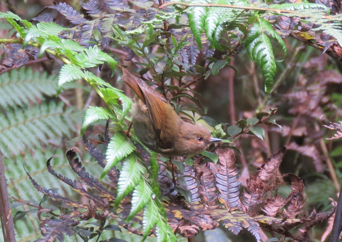 Papuan Scrubwren - Simon RB Thompson