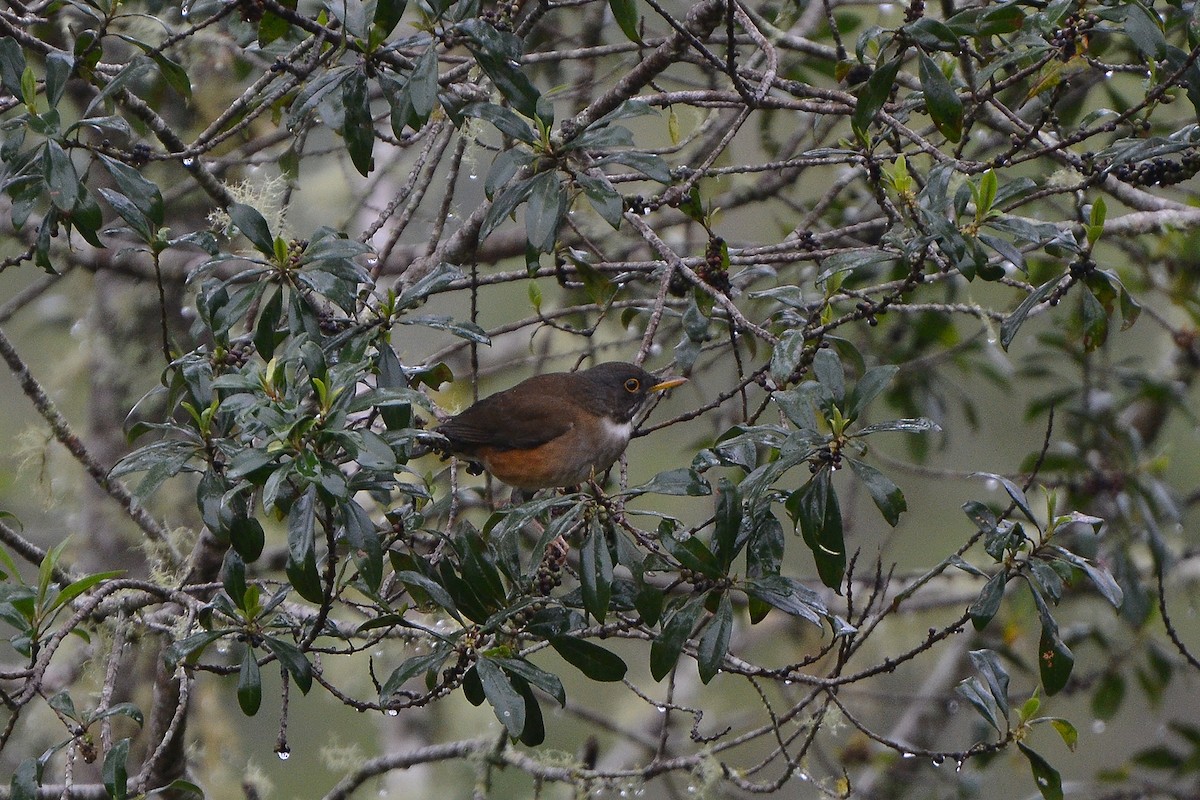 White-necked Thrush - ML181771531