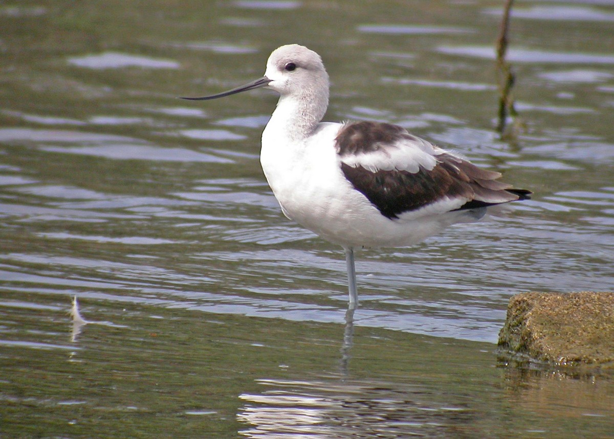 Avocette d'Amérique - ML181772731