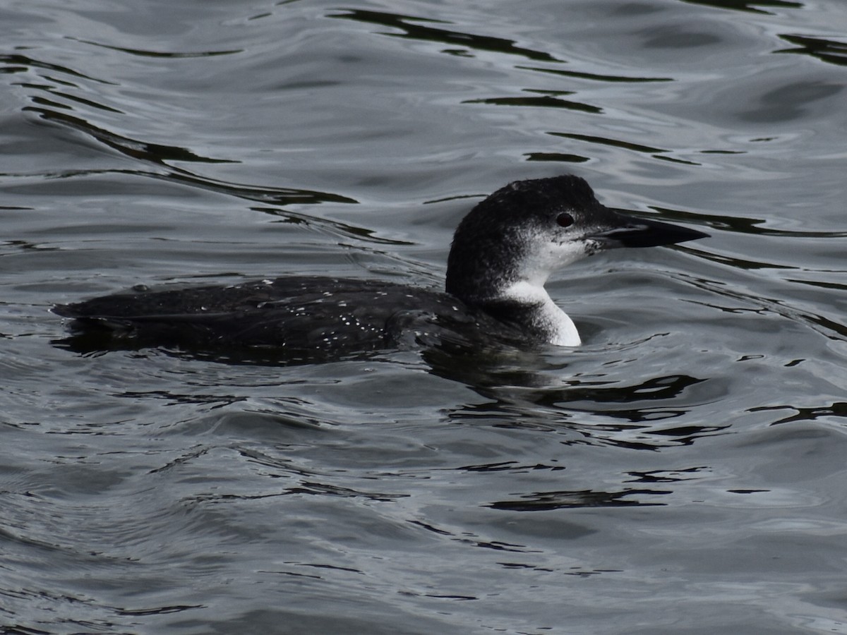 Common Loon - T Kadela