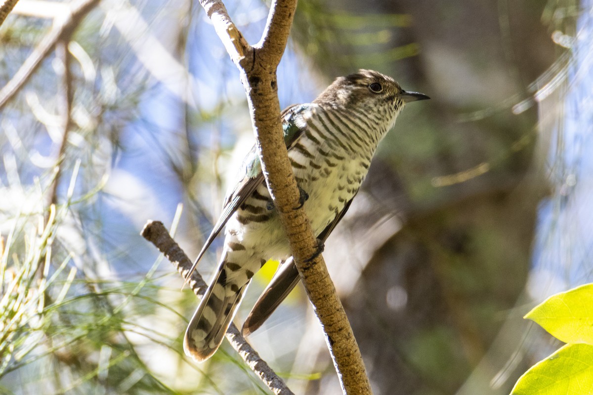 Shining Bronze-Cuckoo - Andreas Heikaus