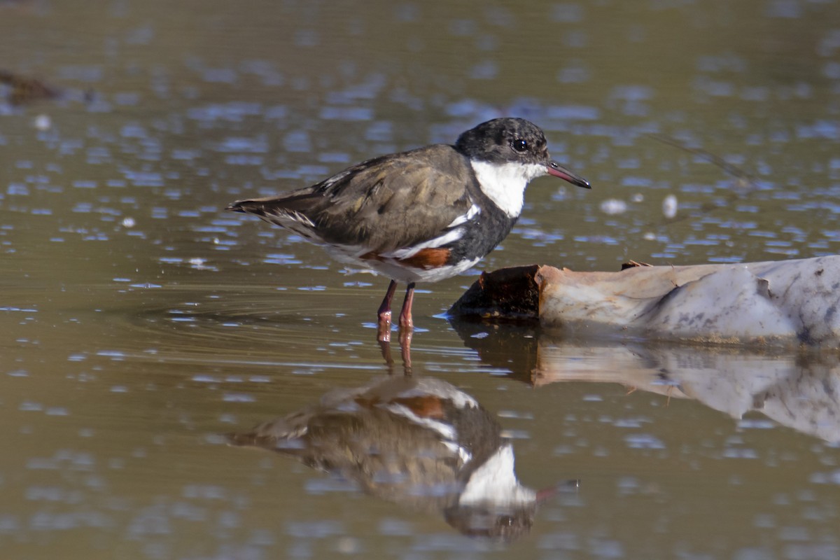 Red-kneed Dotterel - ML181774711
