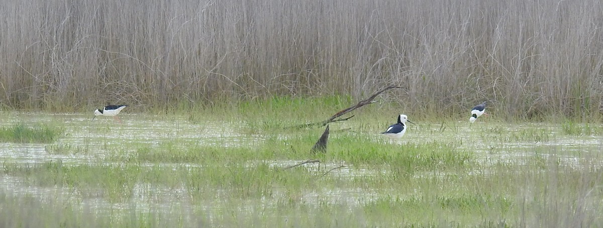 Pied Stilt - ML181775541