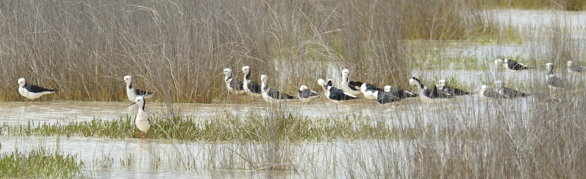 Pied Stilt - ML181775591