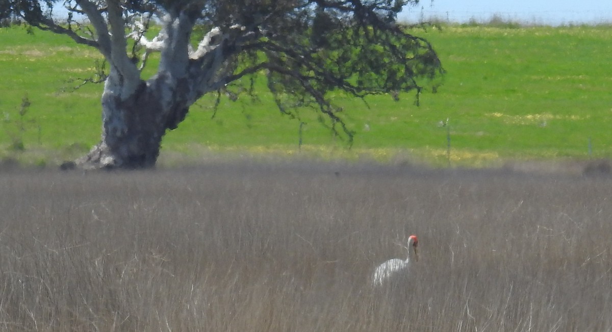 Grulla Brolga - ML181775931