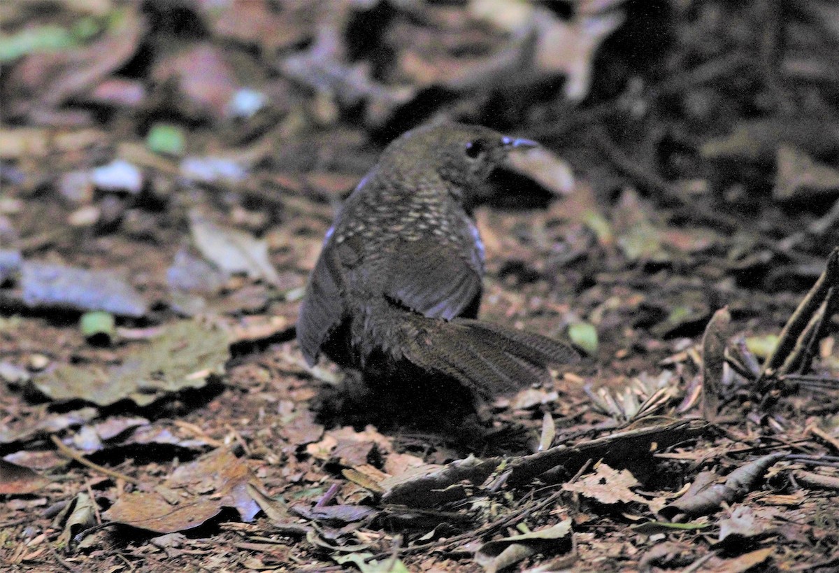 Rufous Scrub-bird - ML181776411