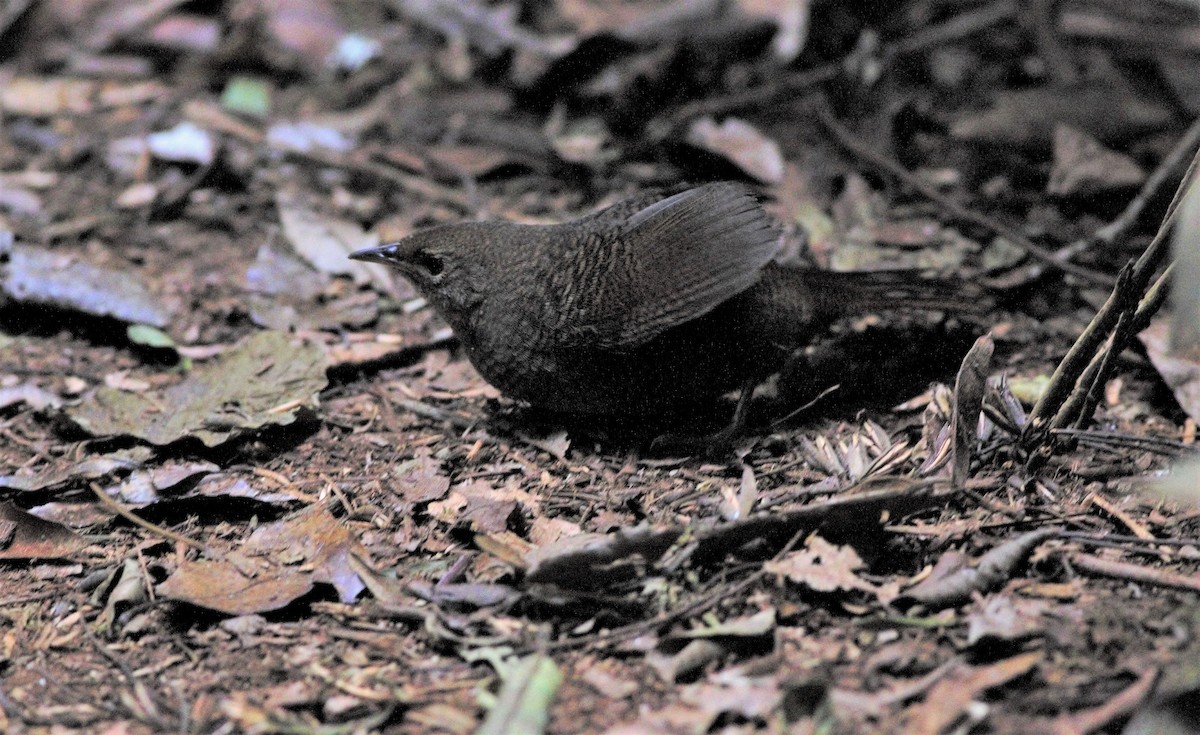 Rufous Scrub-bird - ML181776521