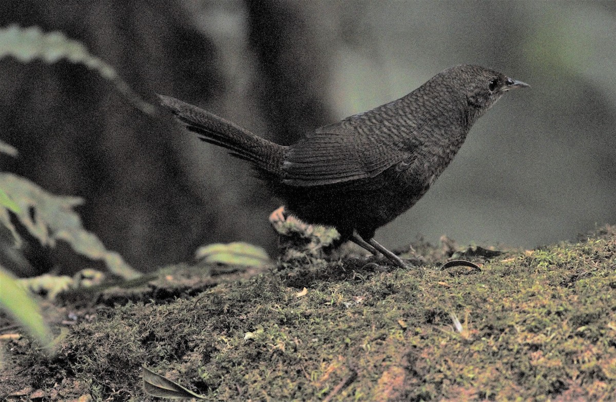 Rufous Scrub-bird - ML181776571