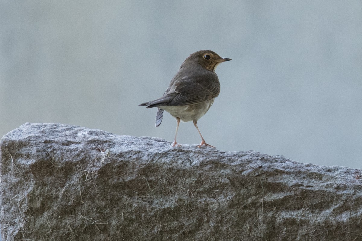 Swainson's Thrush (Olive-backed) - ML181778551