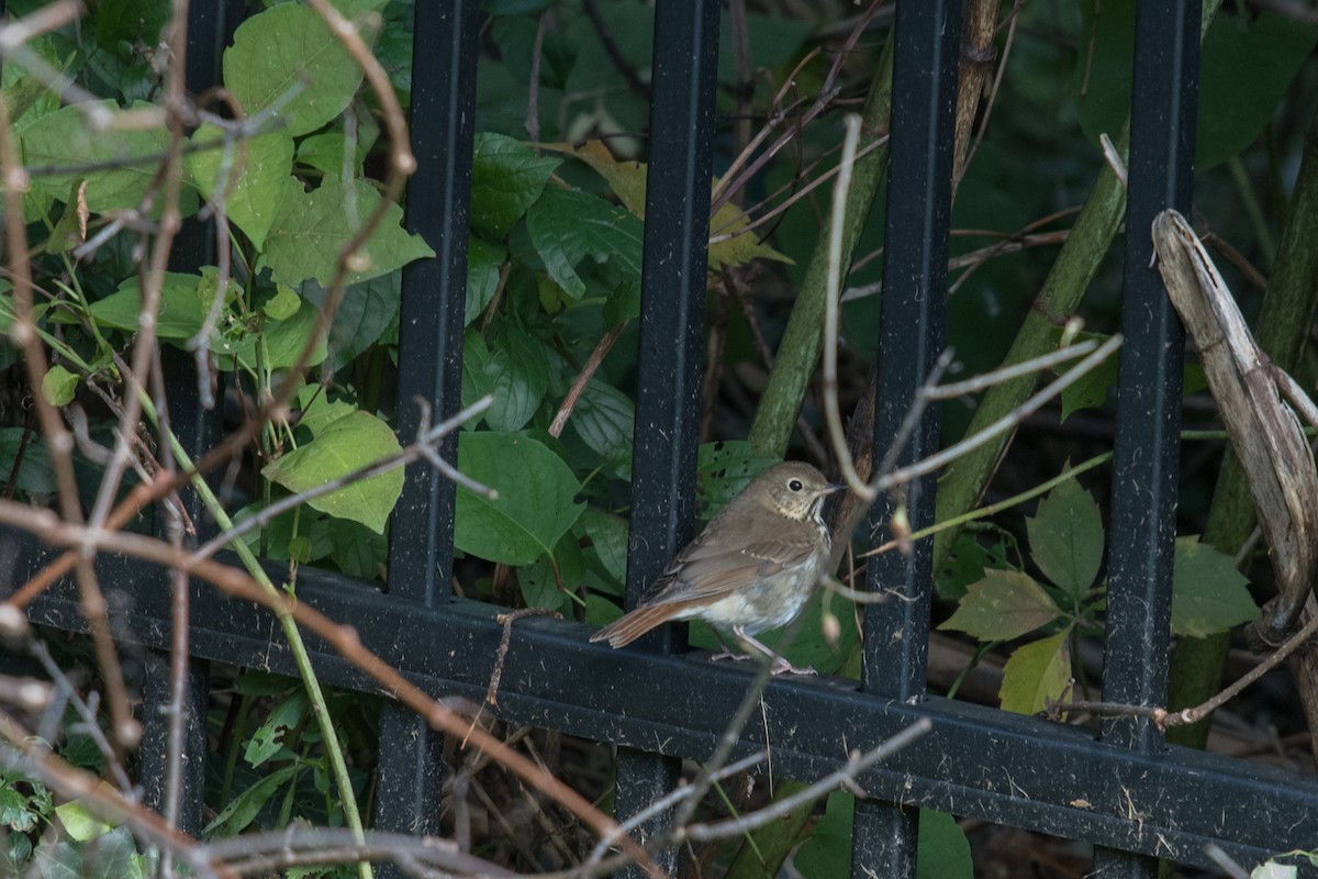 Hermit Thrush - ML181778621