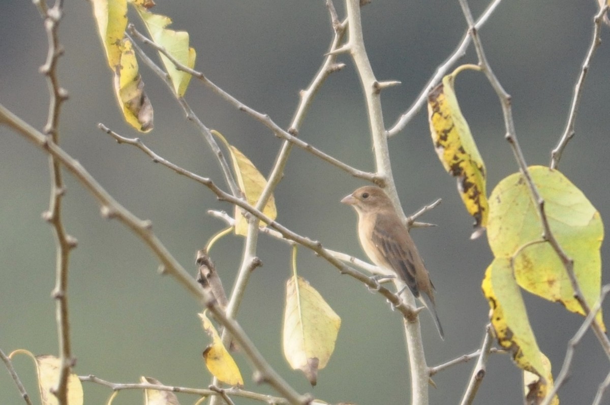 Indigo Bunting - ML181779611