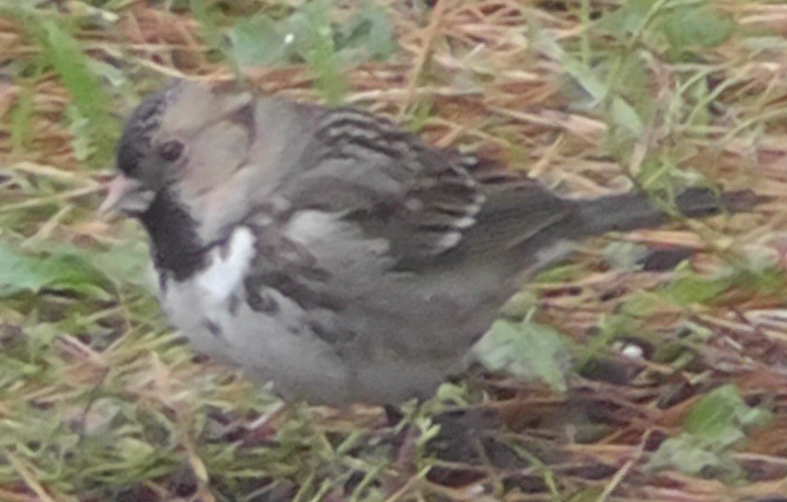 Harris's Sparrow - ML181780141