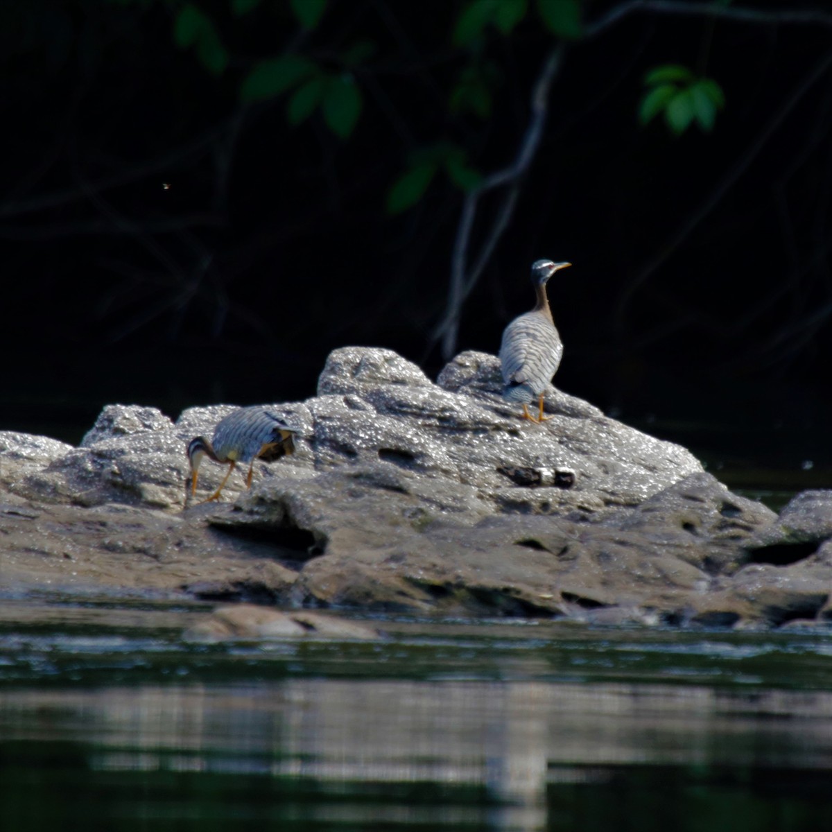 Sunbittern - ML181782181