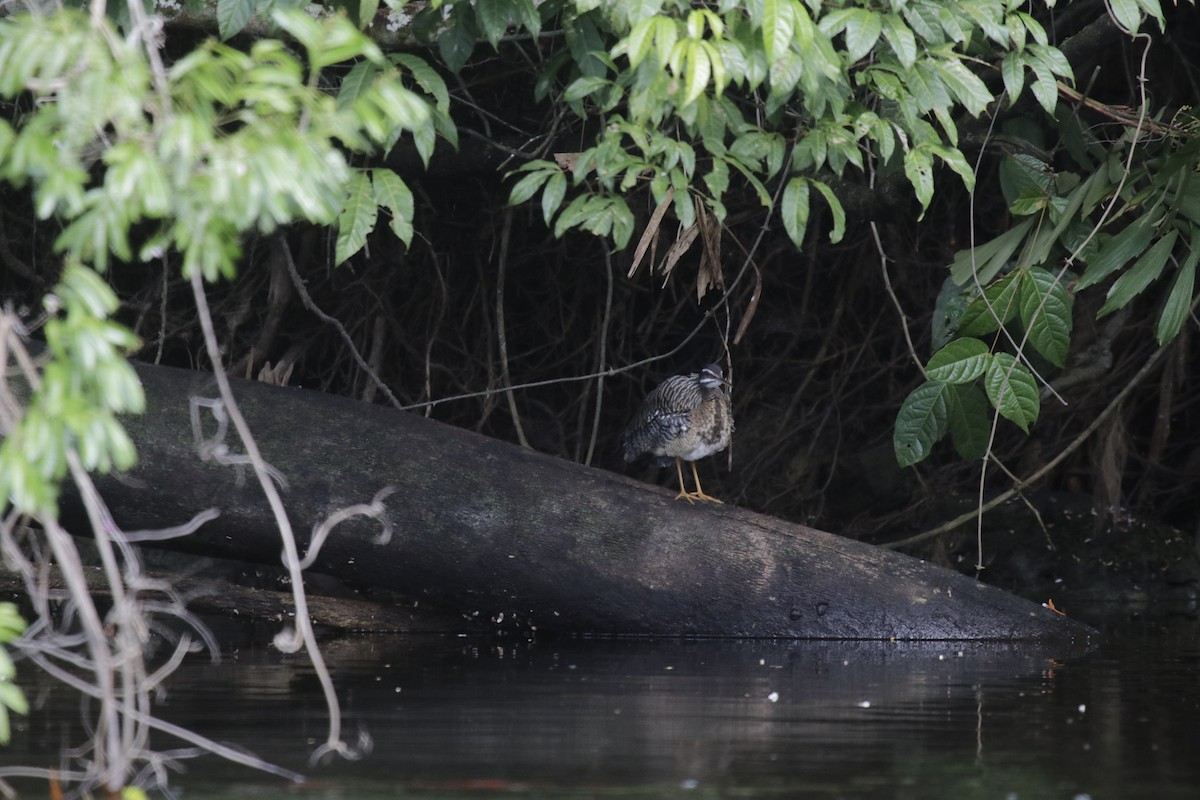 Sunbittern - ML181782361