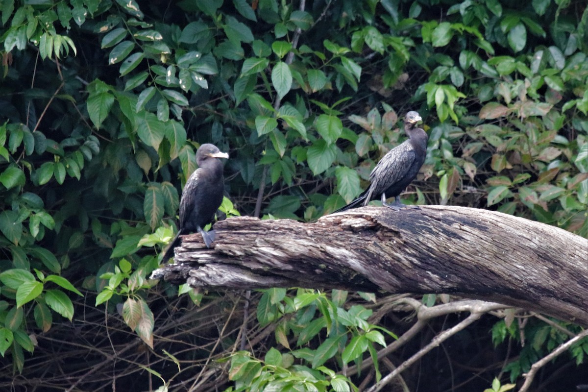 Neotropic Cormorant - ML181782741