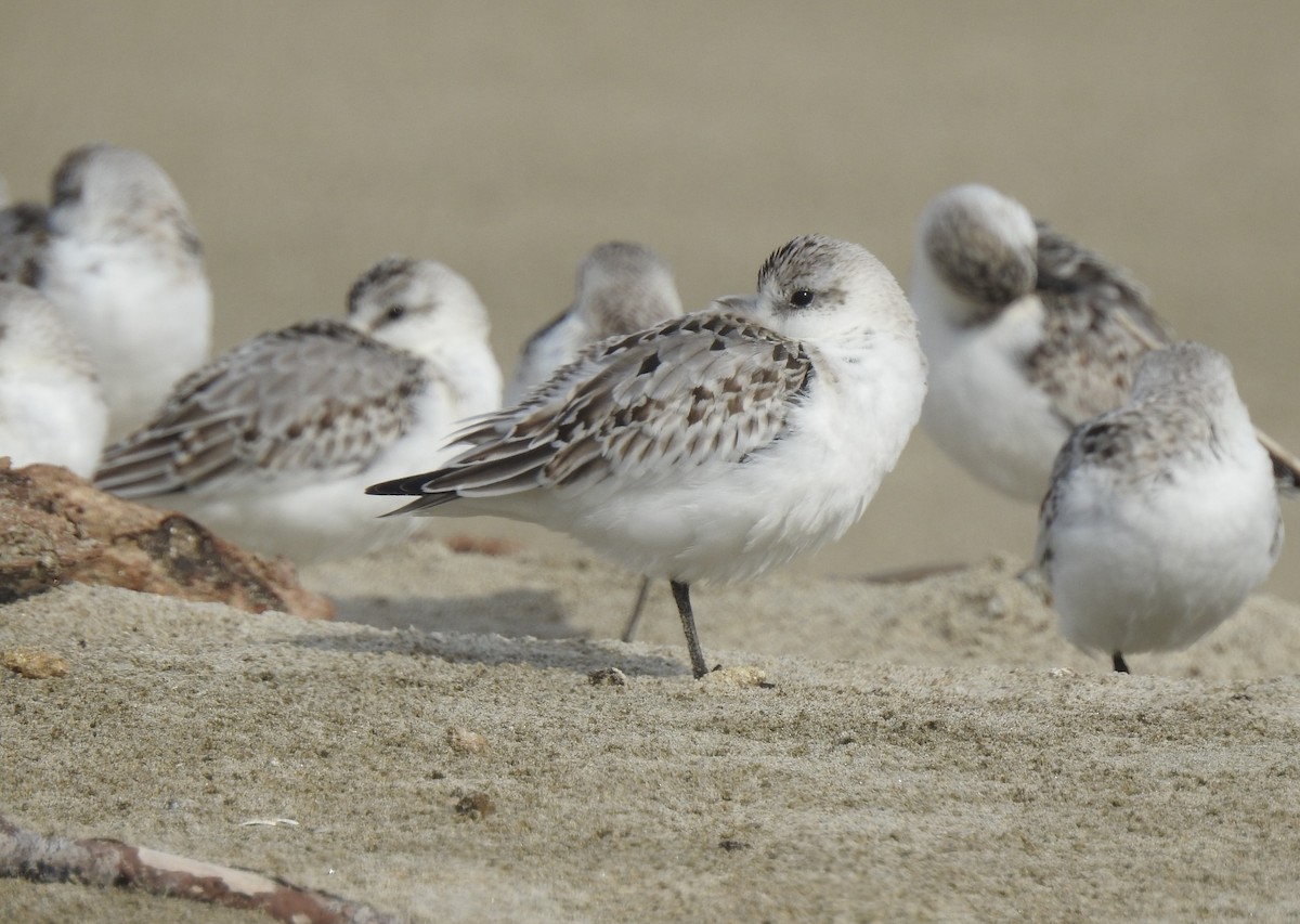 Sanderling - Isaac  Denzer