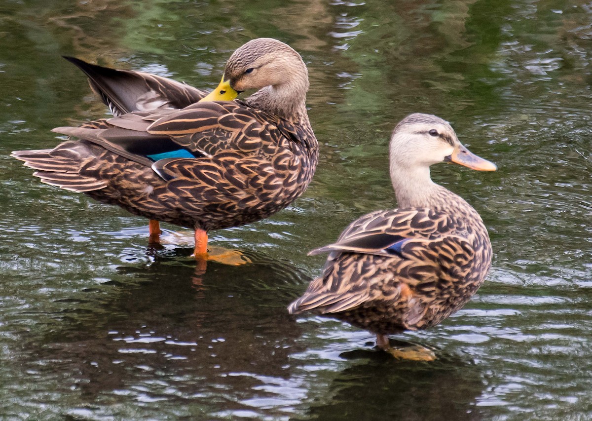 Mottled Duck (Florida) - James Taylor