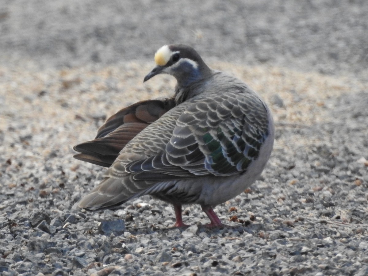 Common Bronzewing - DS Ridley