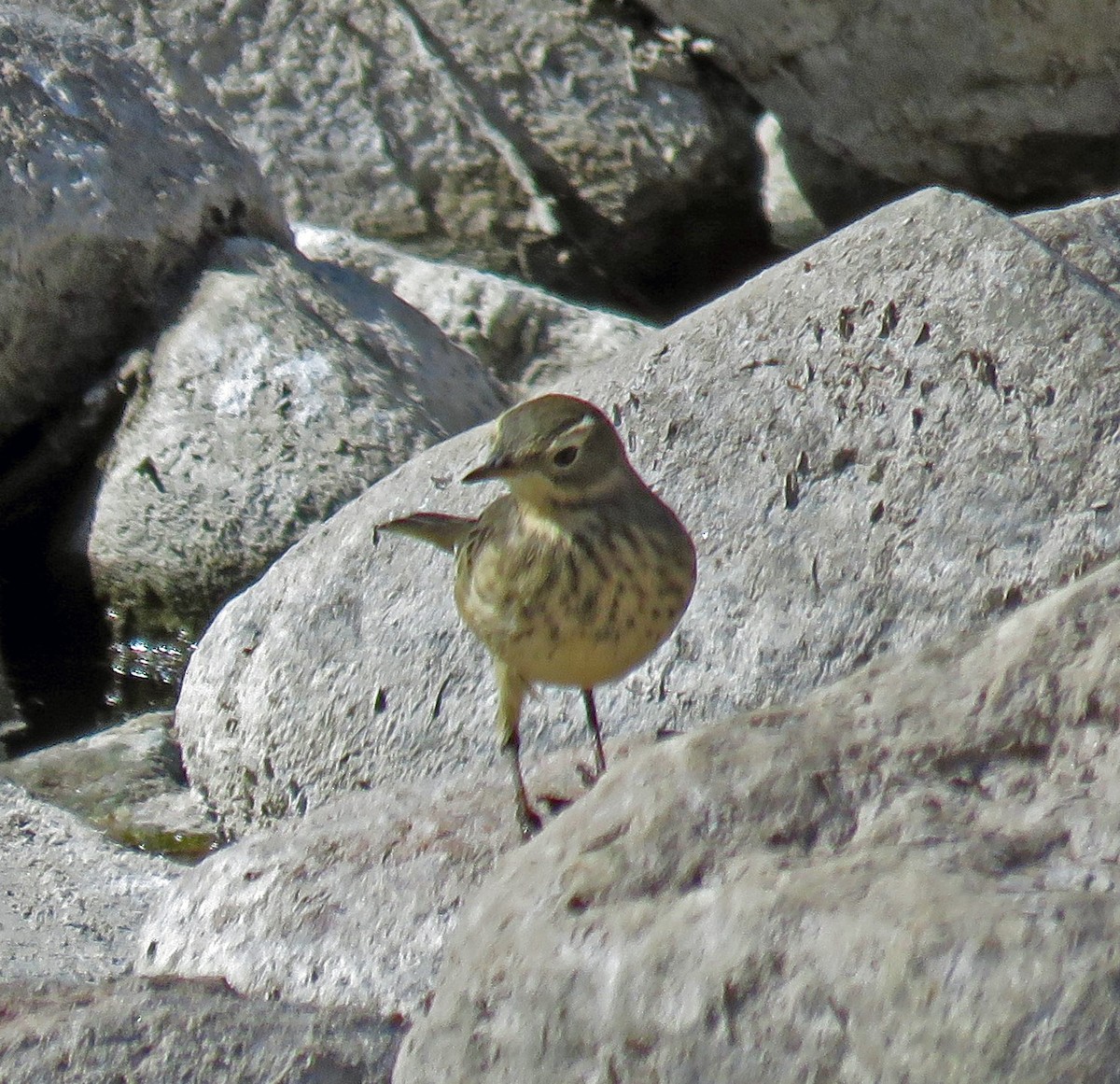 American Pipit - ML181783661