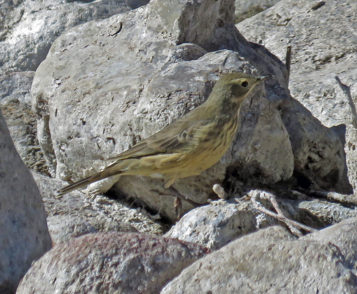American Pipit - JoAnn Potter Riggle 🦤